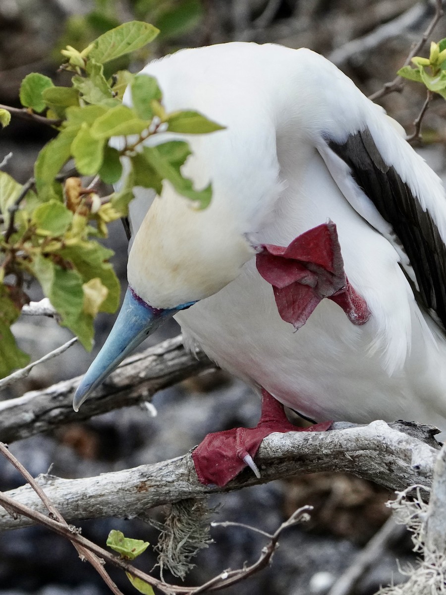 Piquero Patirrojo - ML646107933