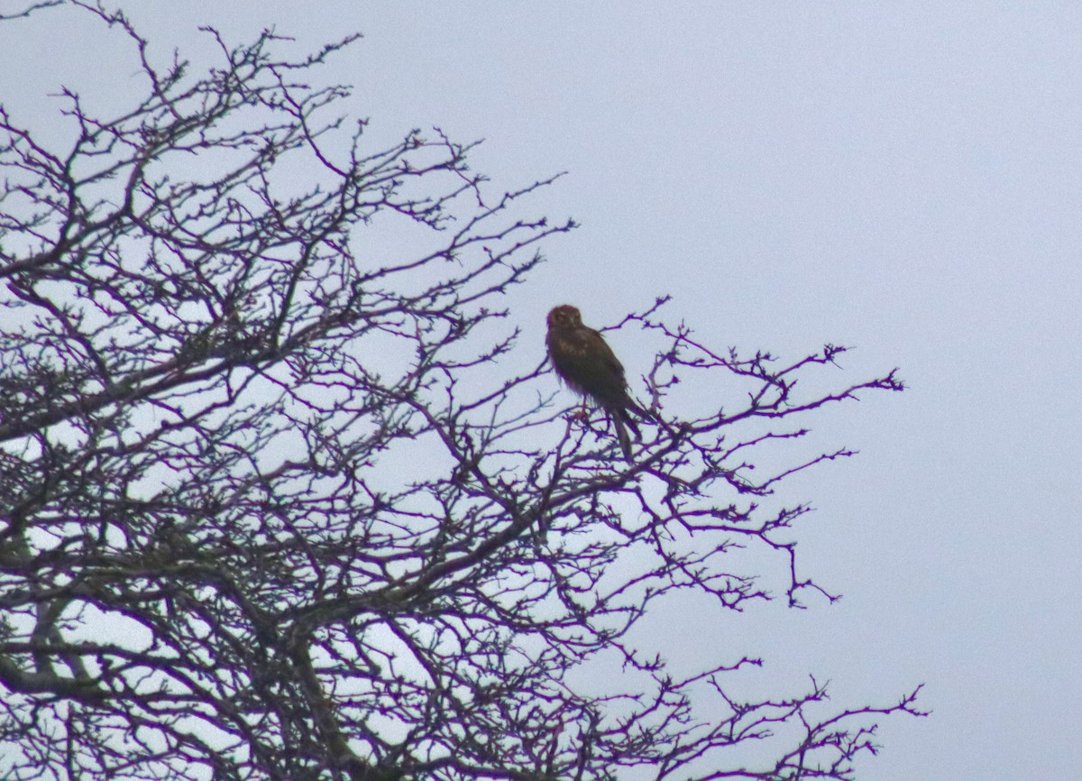 Aguilucho de Hudson - ML646107936