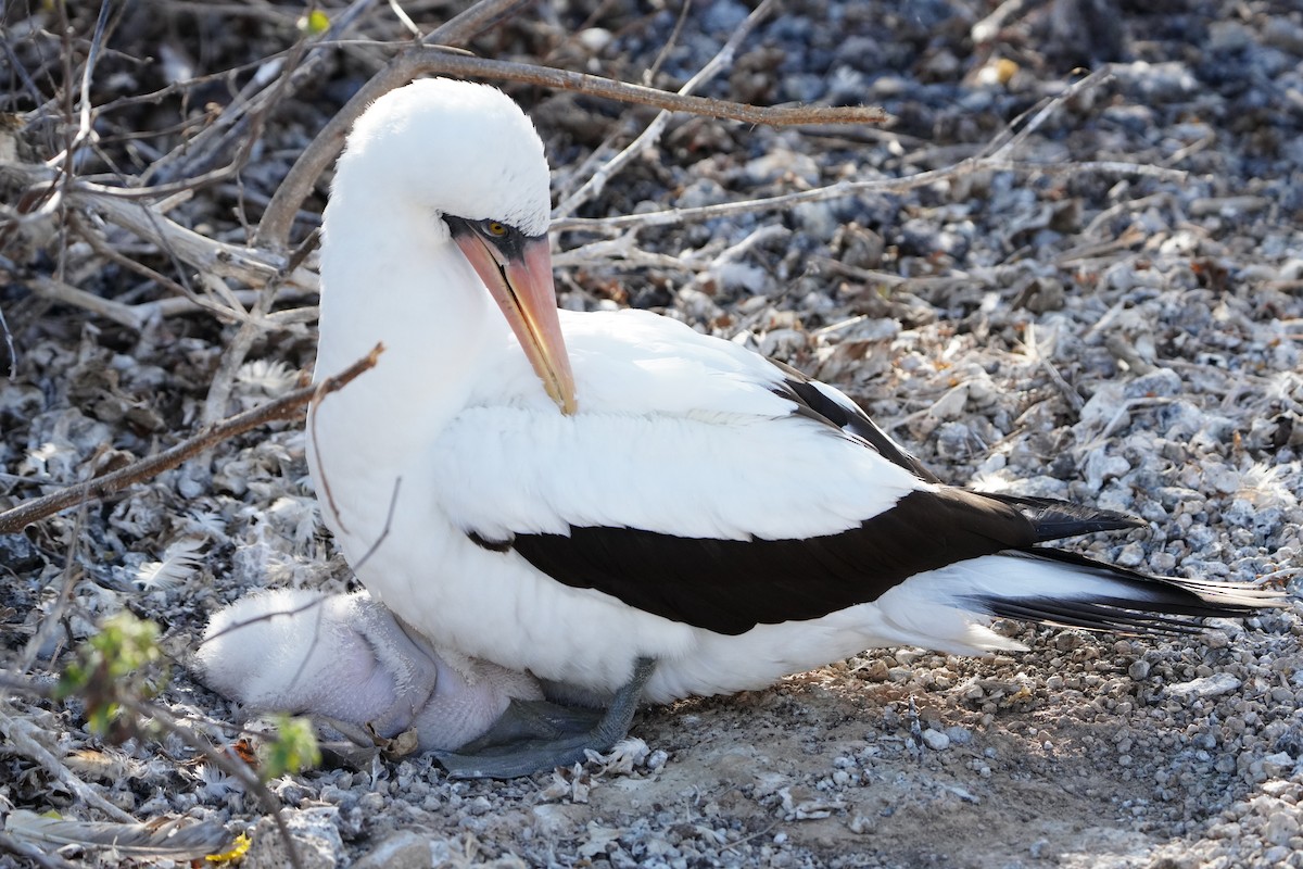 Nazca Booby - ML646107937