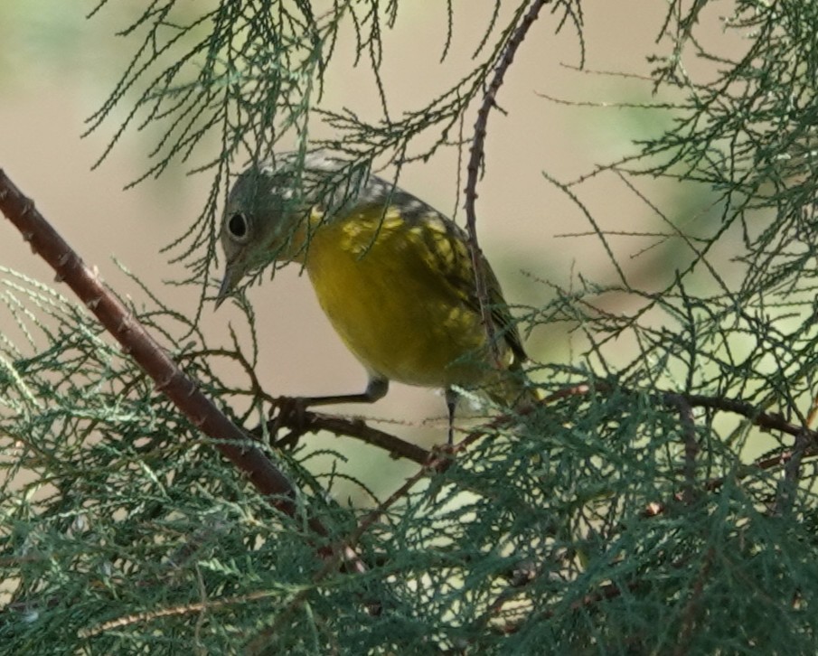 Nashville Warbler - ML646107946