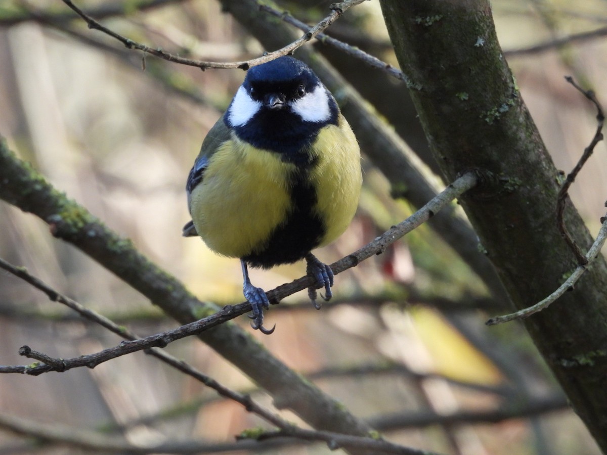 Их хөх бух - ML646107951