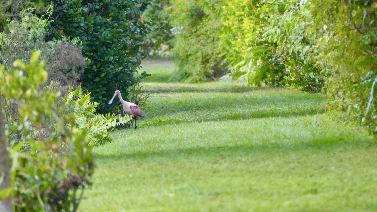Косар рожевий - ML646107953