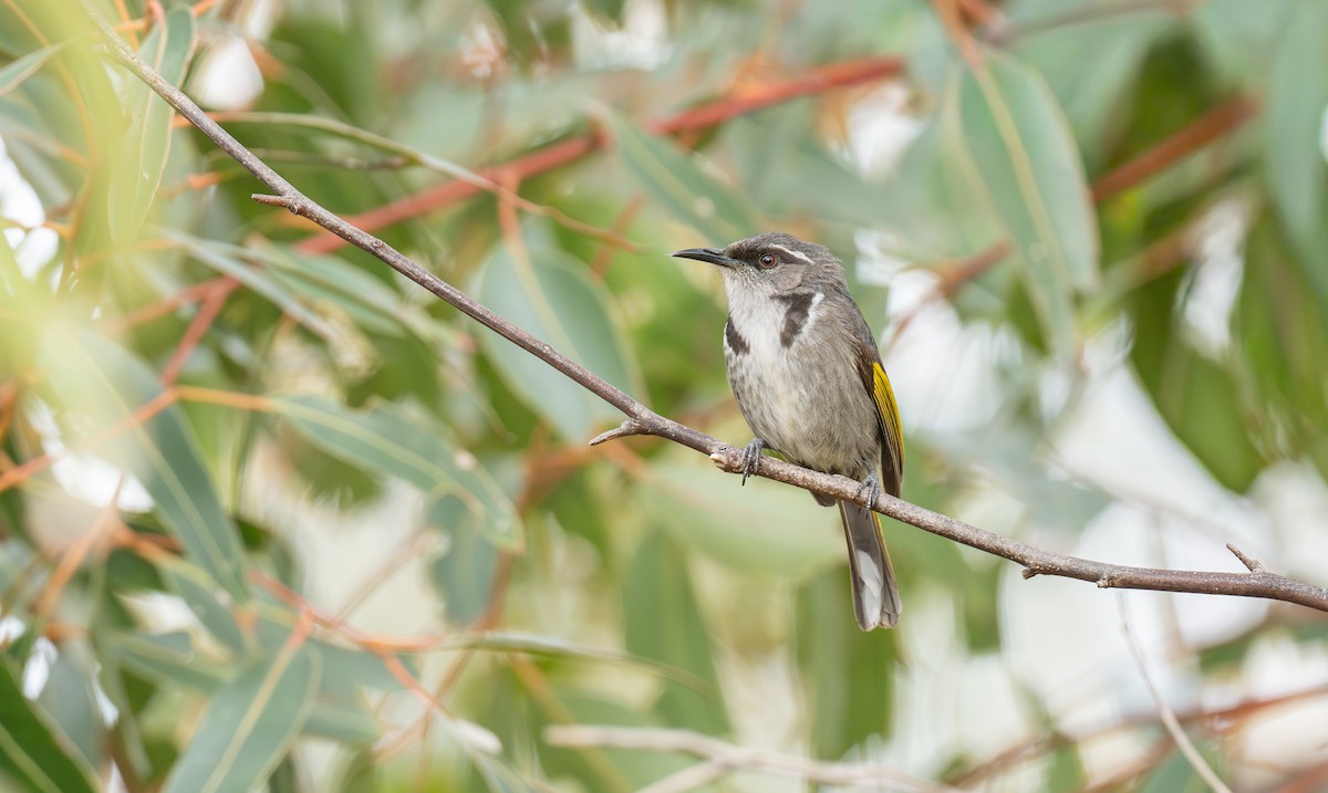 Crescent Honeyeater - ML646107957