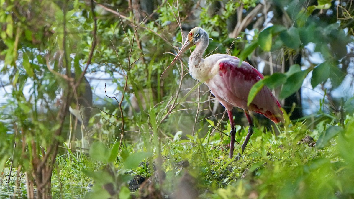 Косар рожевий - ML646107959