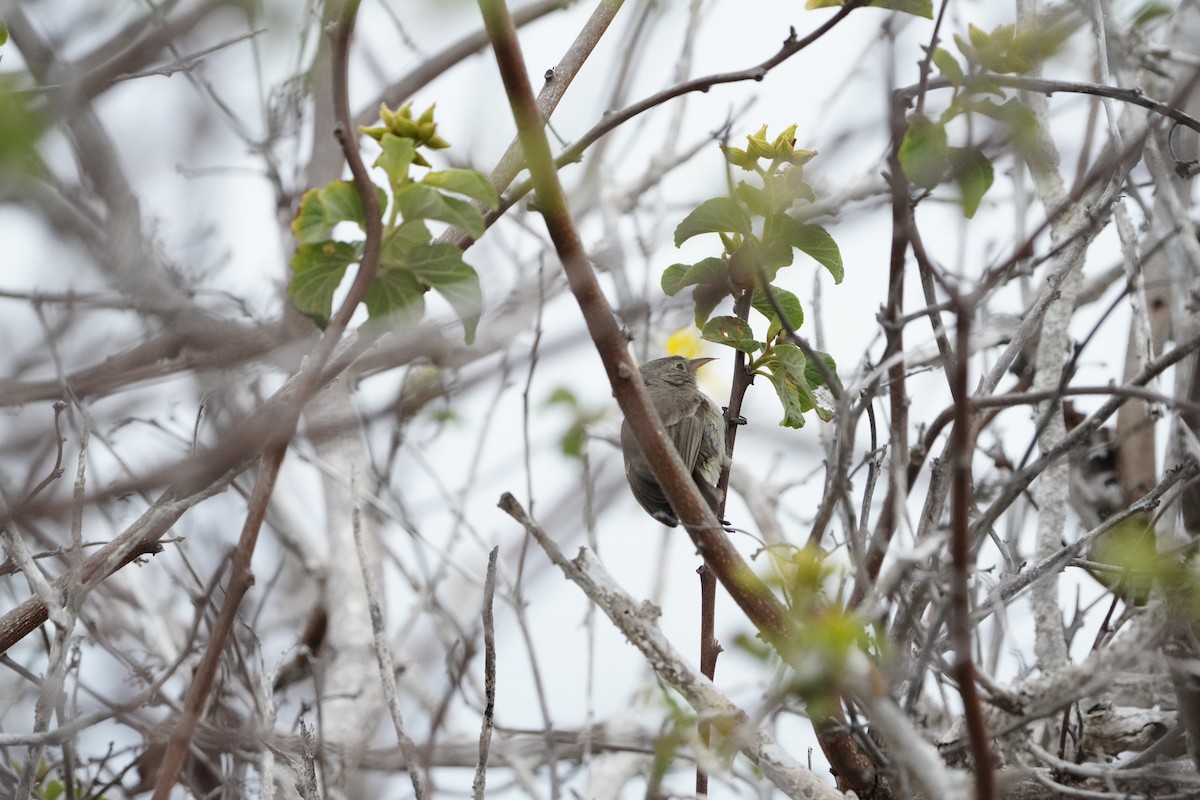 Gray Warbler-Finch - ML646107961