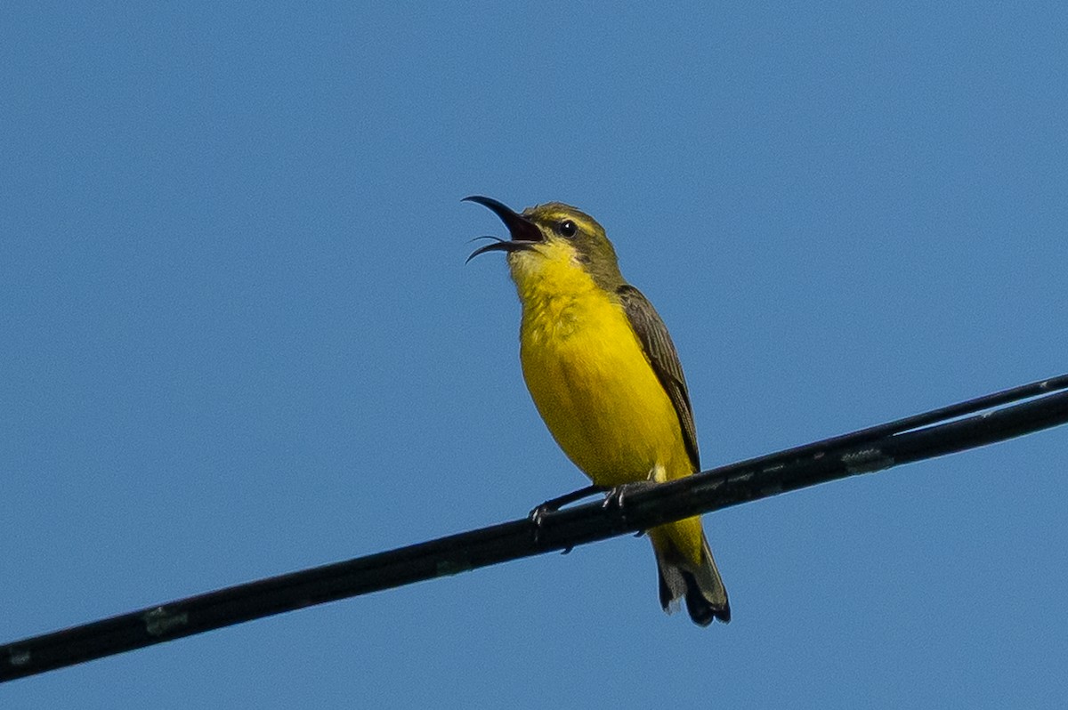 Sahul Sunbird - ML646107967