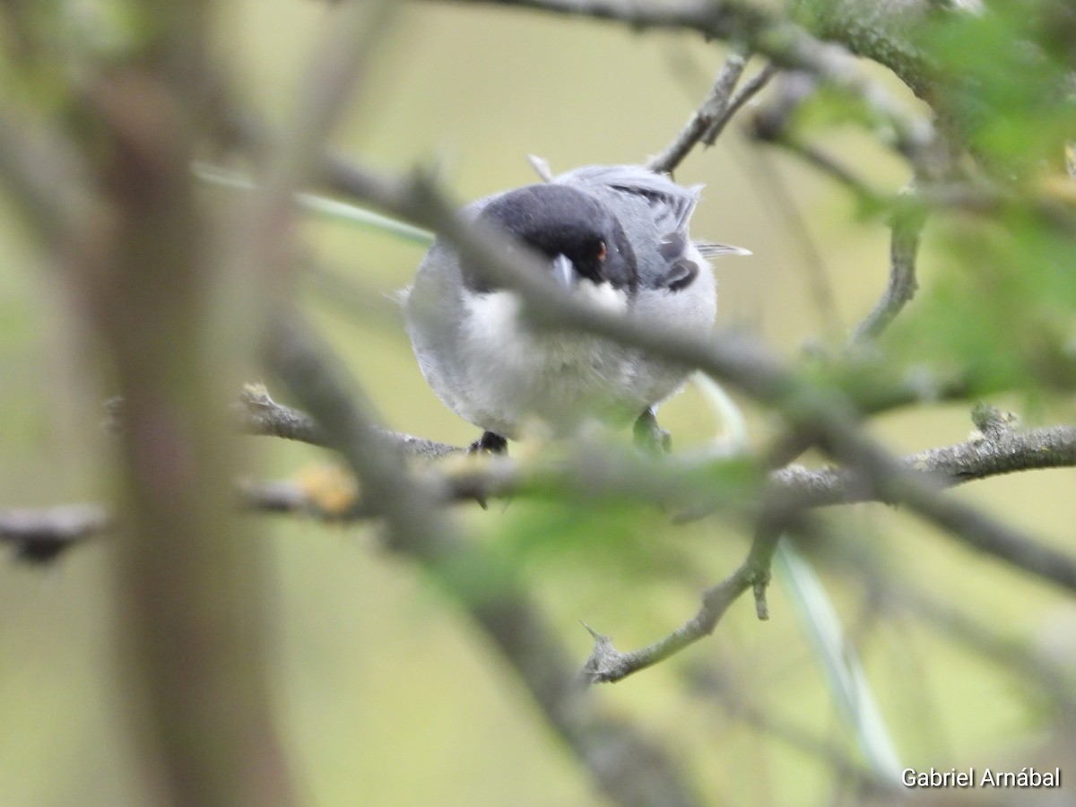 Black-capped Warbling Finch - ML646107971