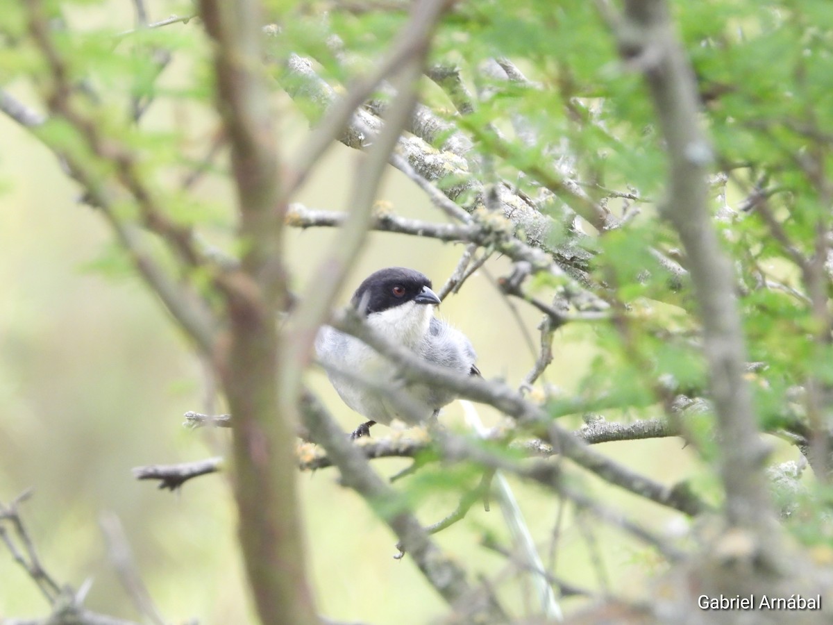 Black-capped Warbling Finch - ML646107972