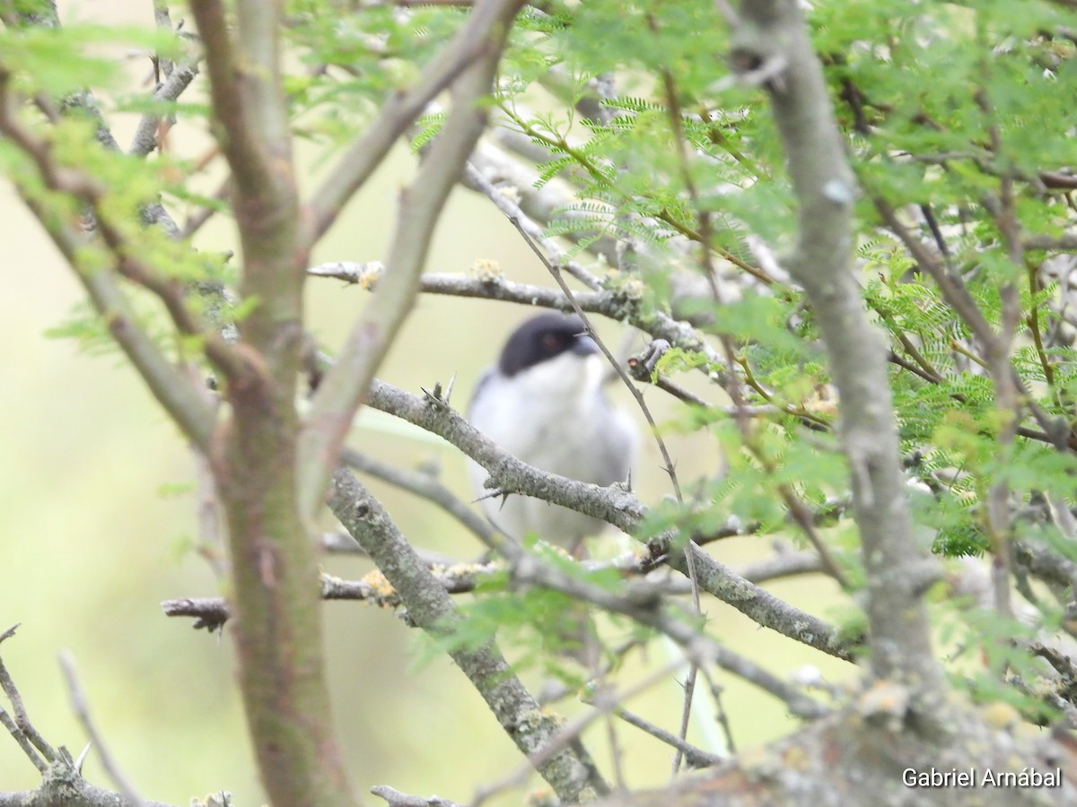 Black-capped Warbling Finch - ML646107977