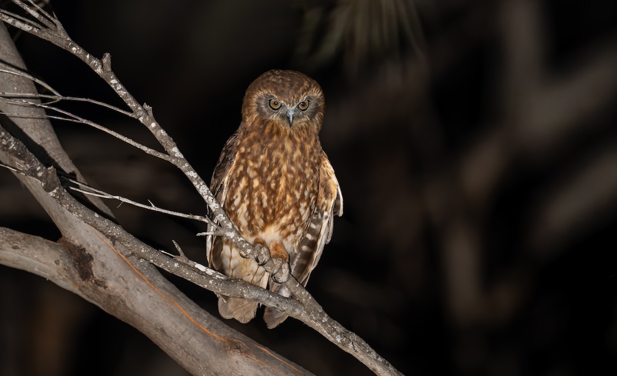 Australian Boobook - ML646107980