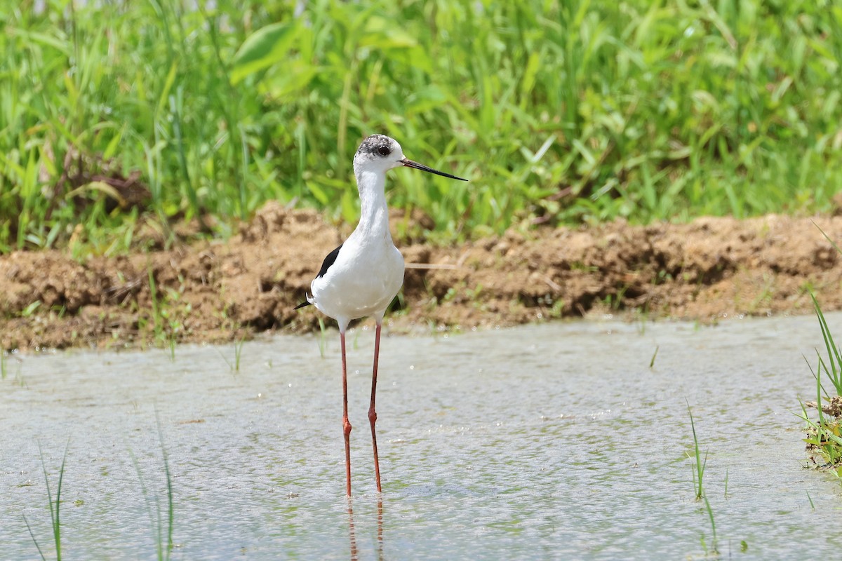 高蹺鴴 - ML646107982