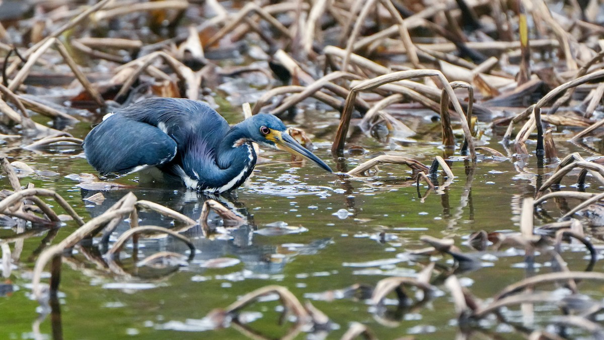 Tricolored Heron - ML646107995