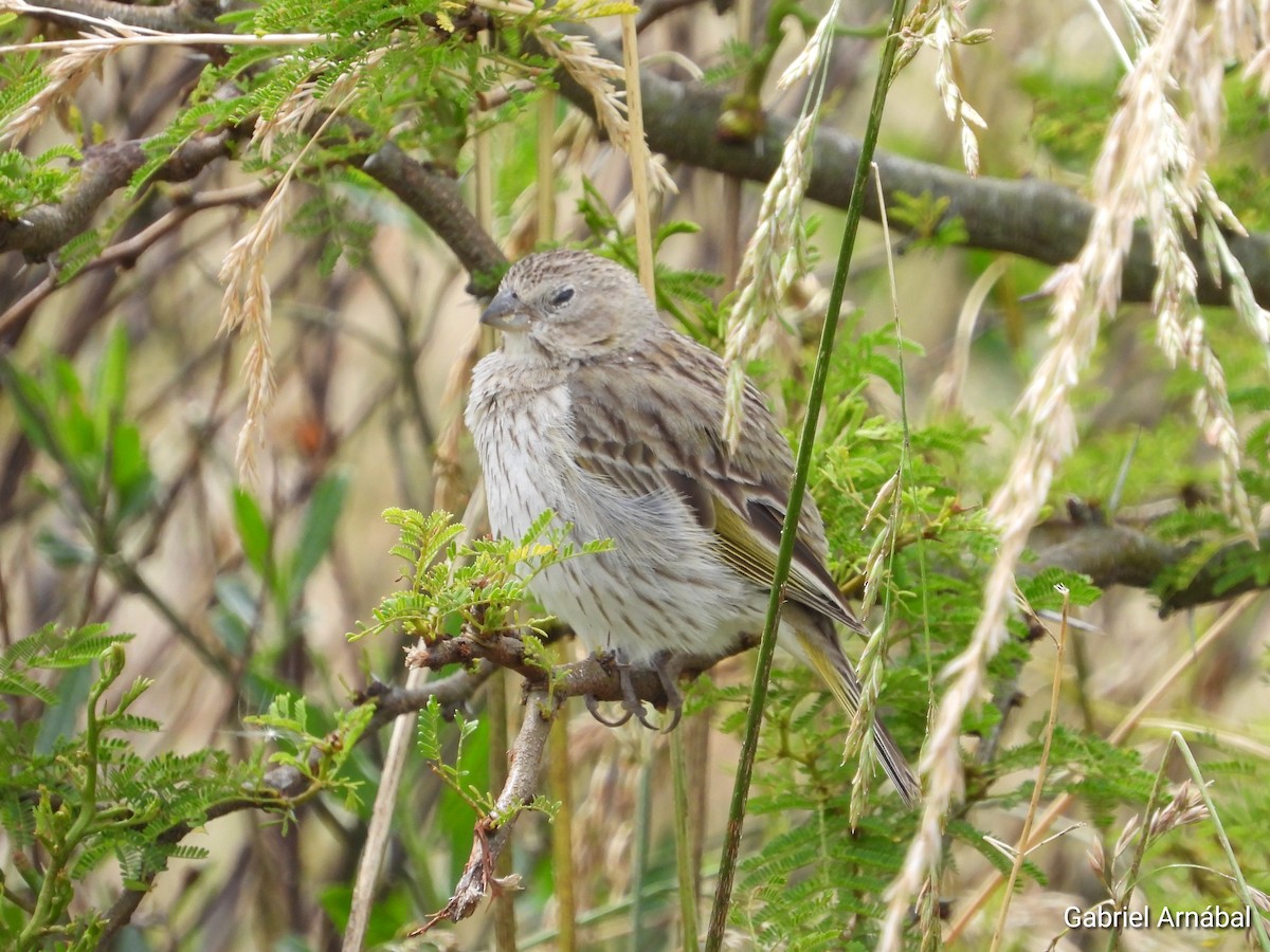 Saffron Finch - ML646108001