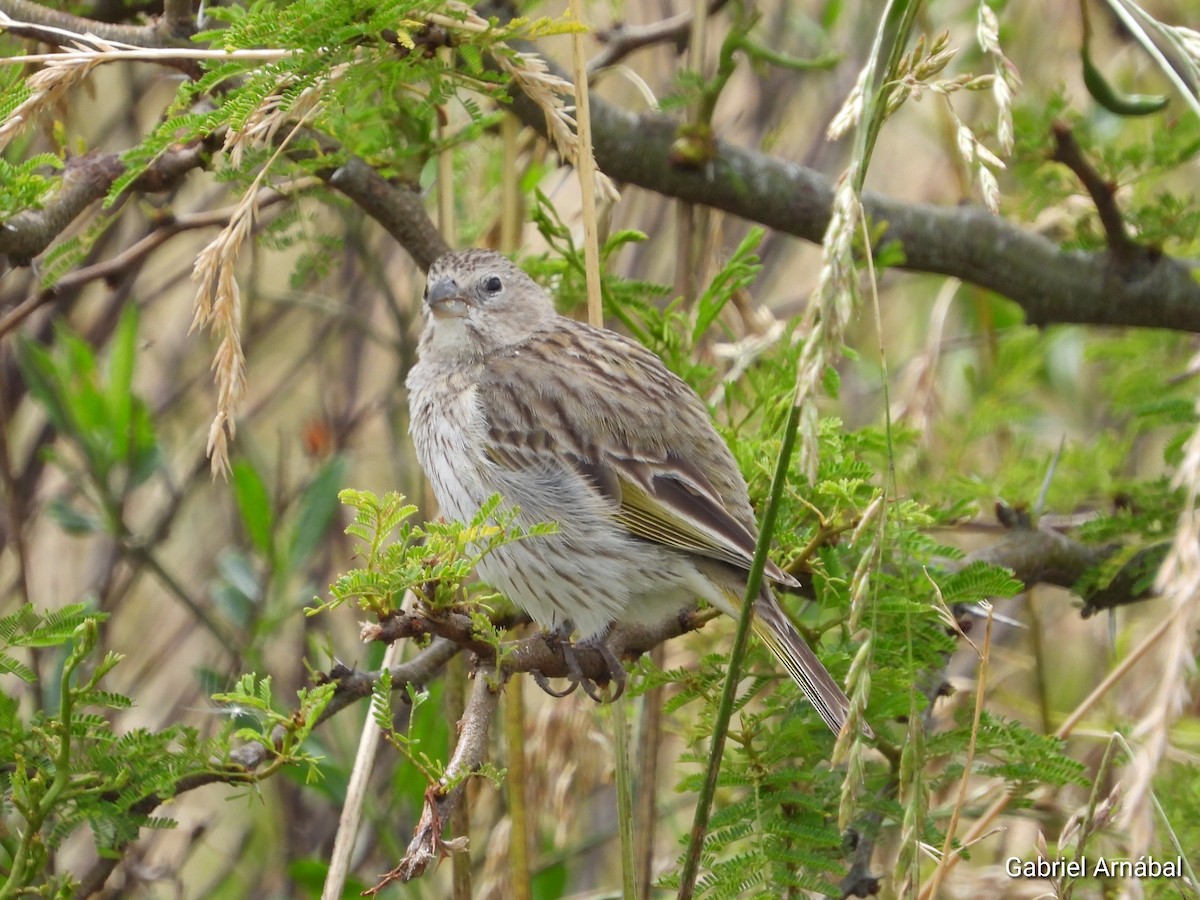 Saffron Finch - ML646108002