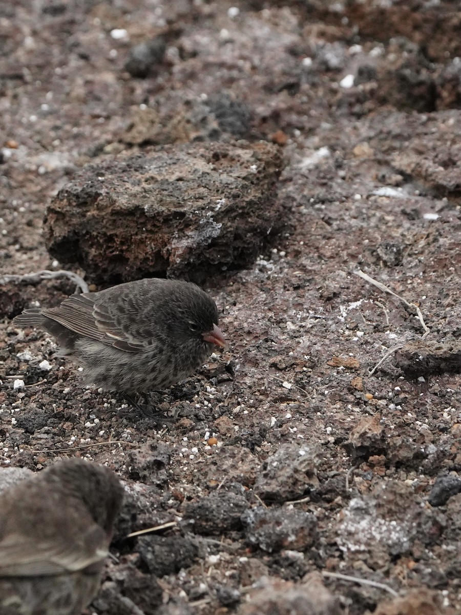 Genovesa Ground-Finch - ML646108003
