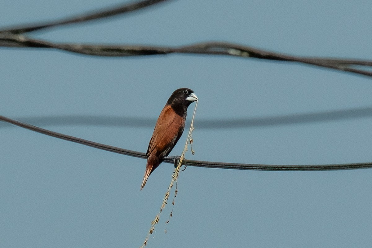 Chestnut Munia - ML646108008