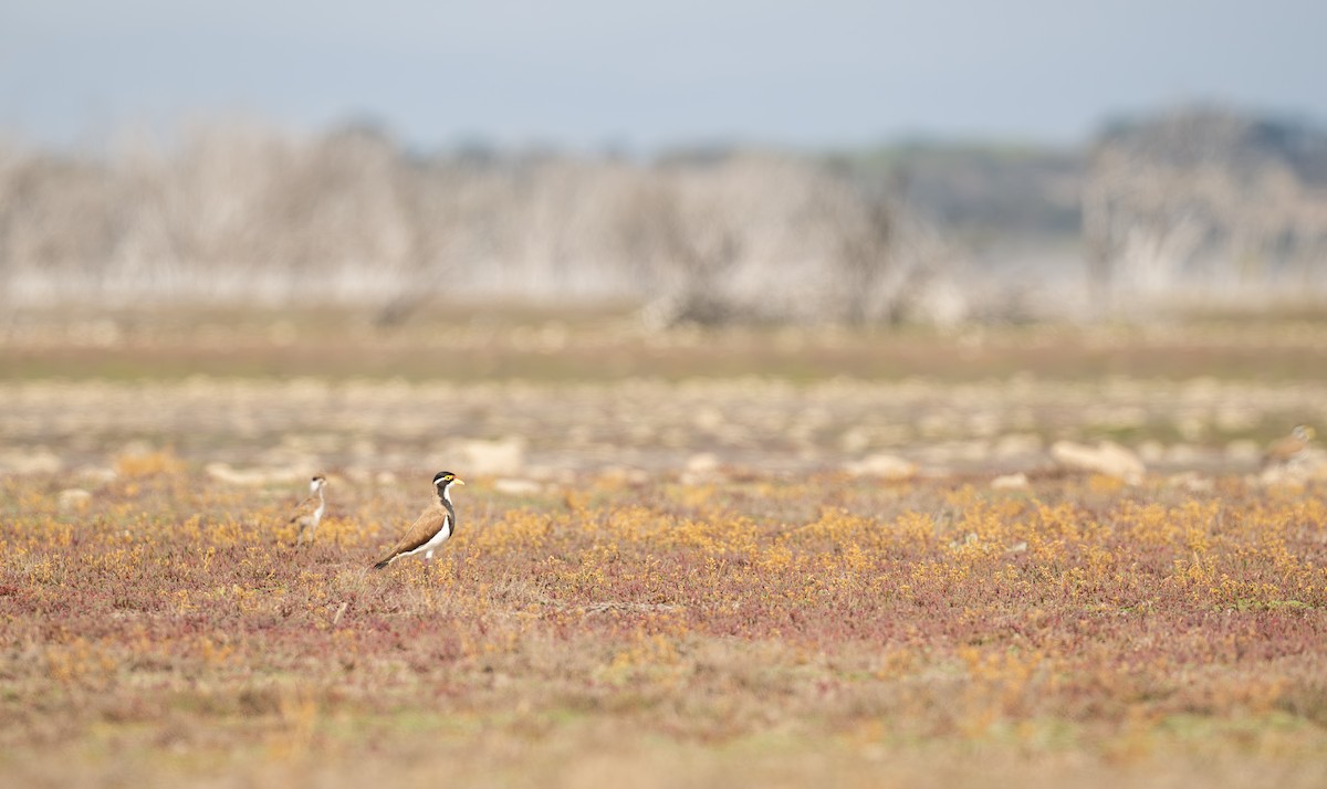 Banded Lapwing - ML646108011