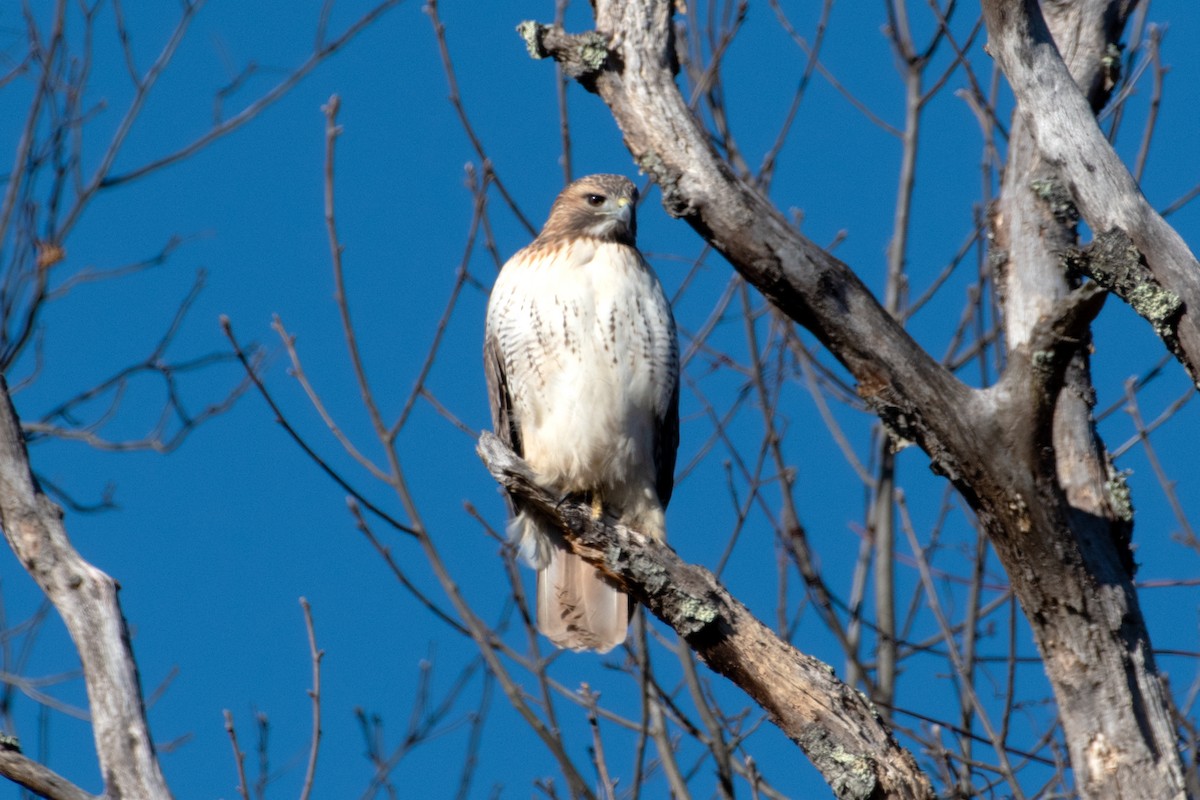 Red-tailed Hawk - ML646108016