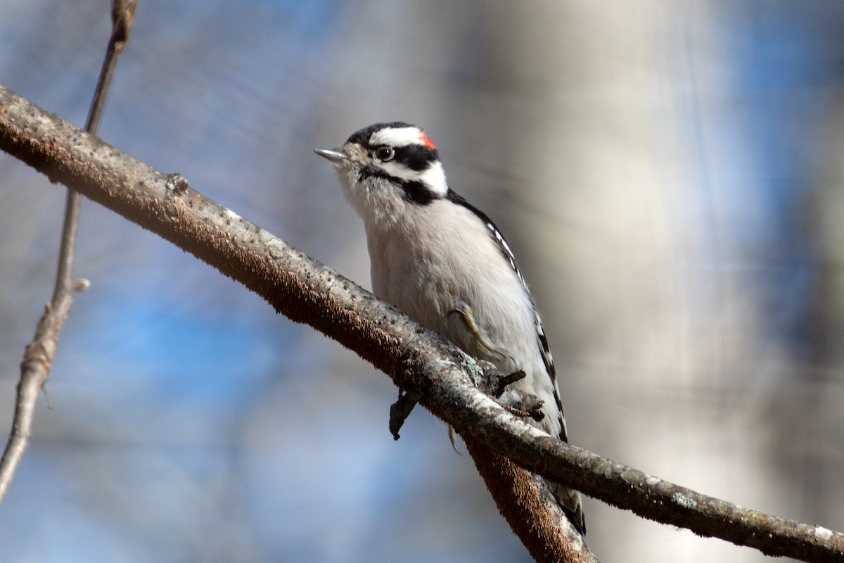 Downy Woodpecker - ML646108017
