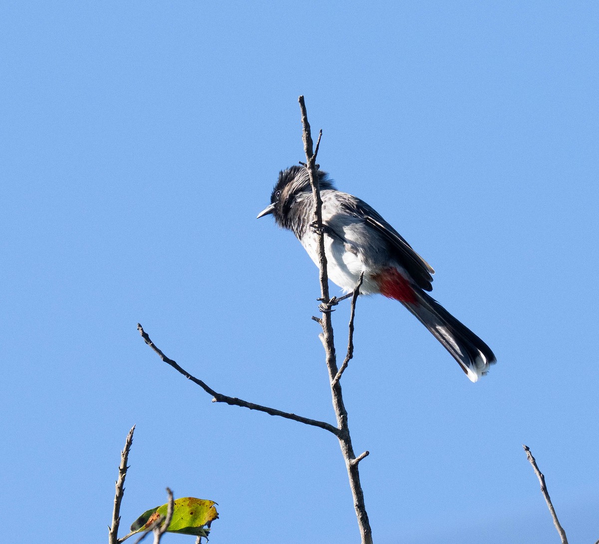 Red-vented Bulbul - ML646108018