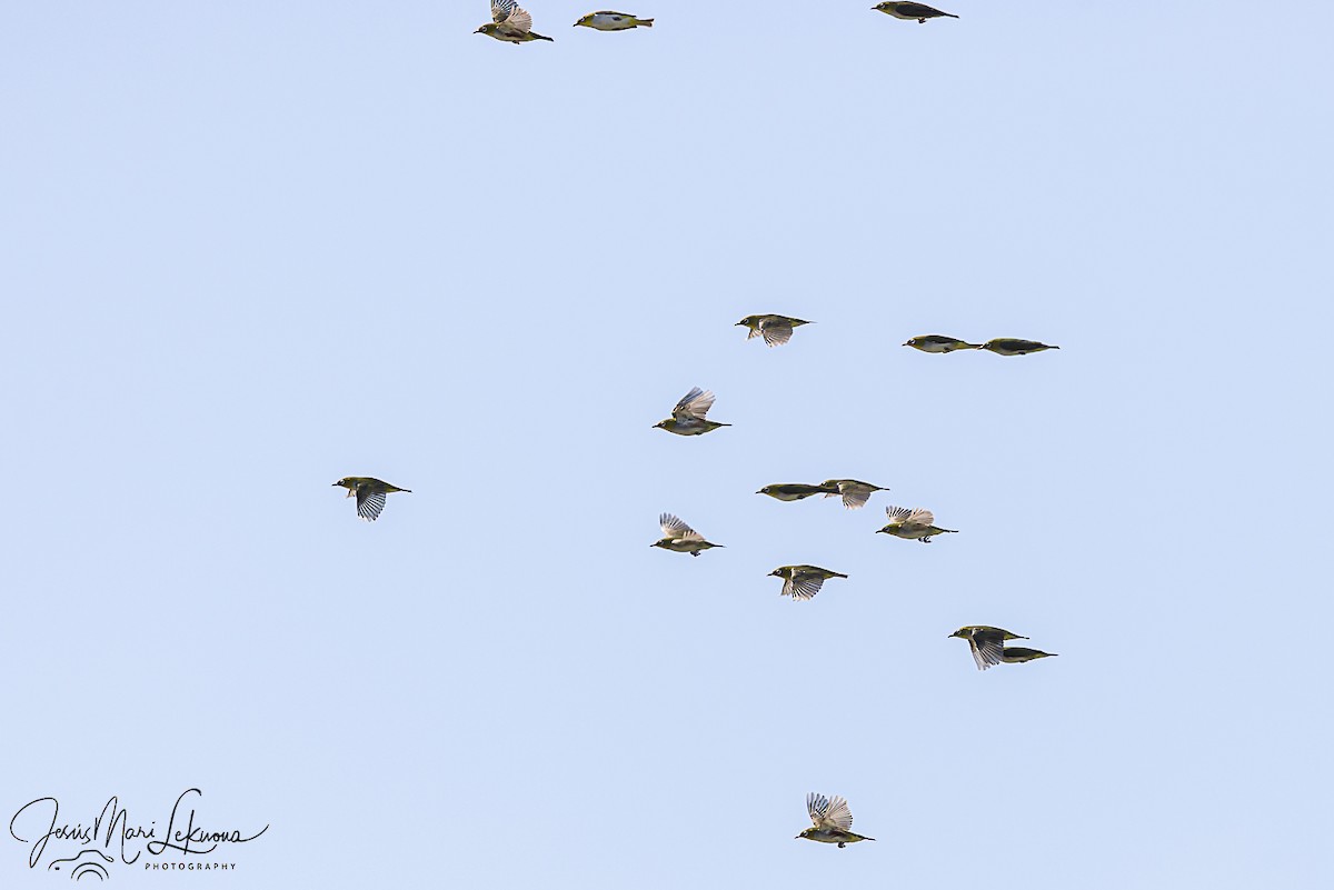 Chestnut-flanked White-eye - ML646108019