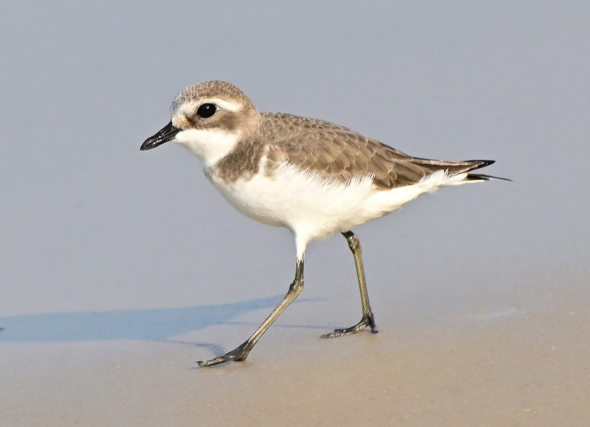 Tibet Cılıbıtı - ML646108023