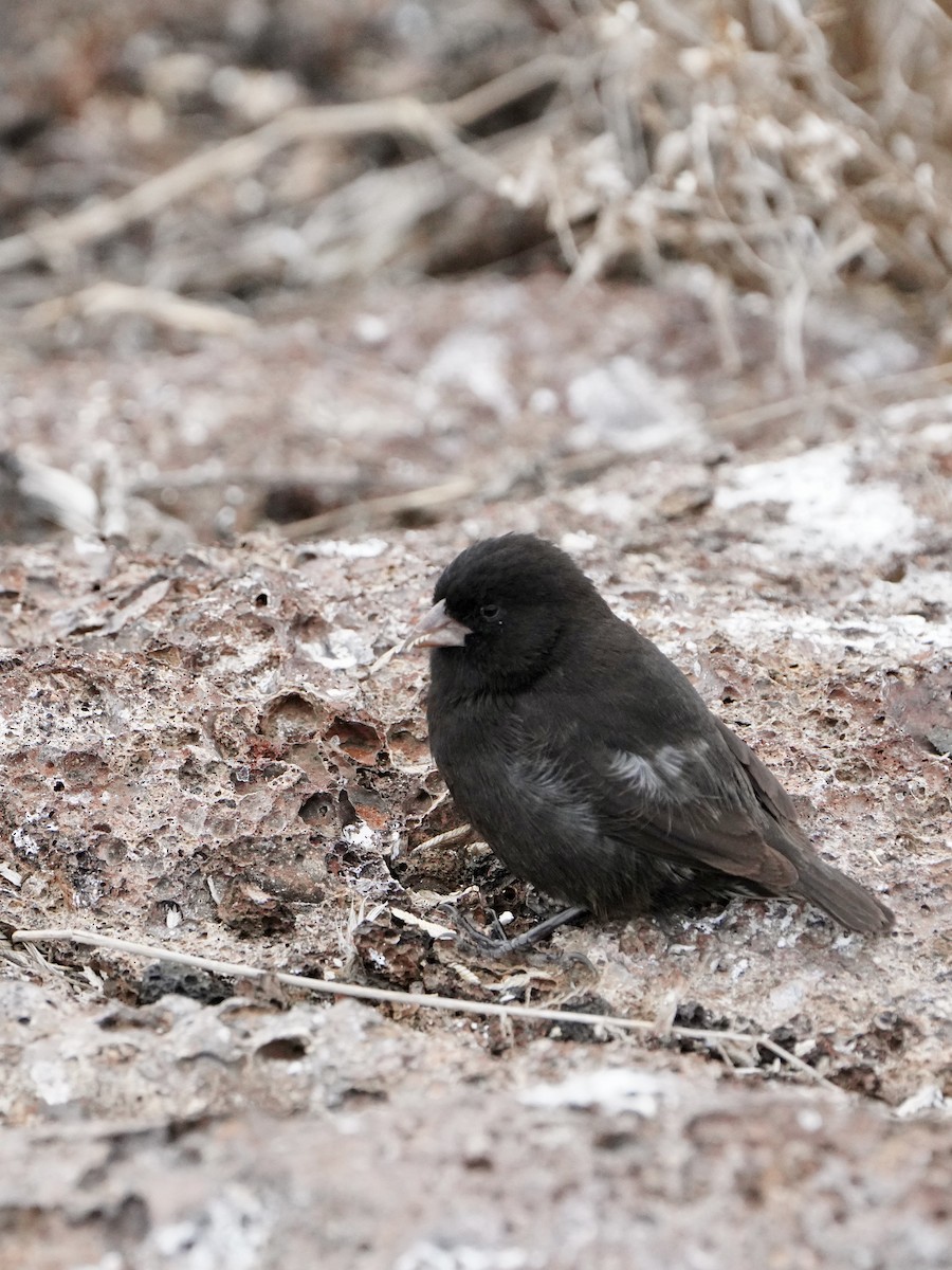 Genovesa Ground-Finch - ML646108024