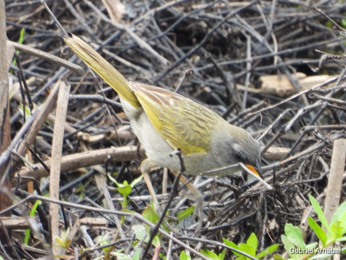 Great Pampa-Finch - ML646108026