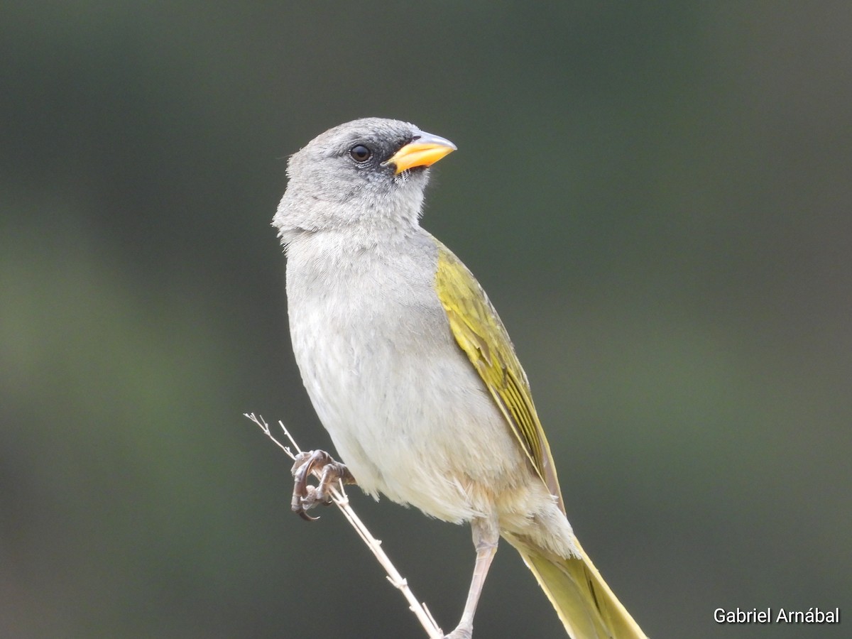 Great Pampa-Finch - ML646108027