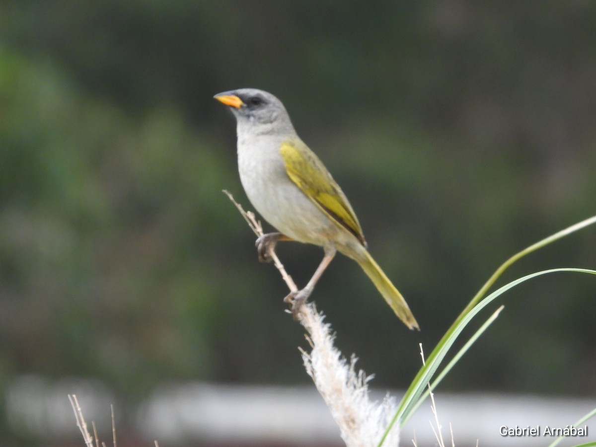 Great Pampa-Finch - ML646108028