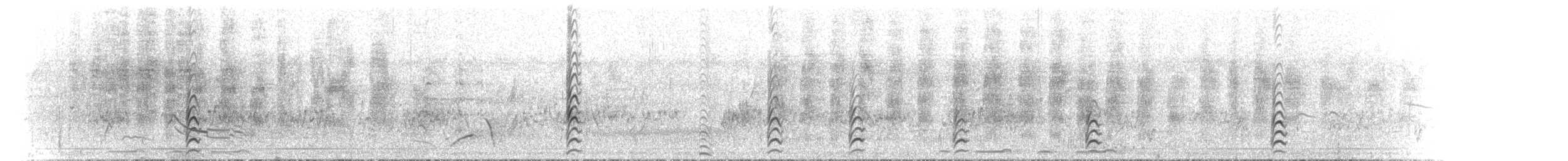 Pied Stilt - ML646108031