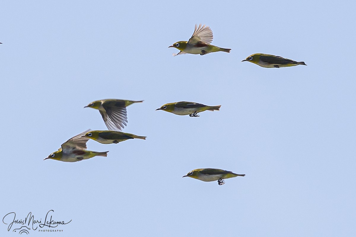 Chestnut-flanked White-eye - ML646108032