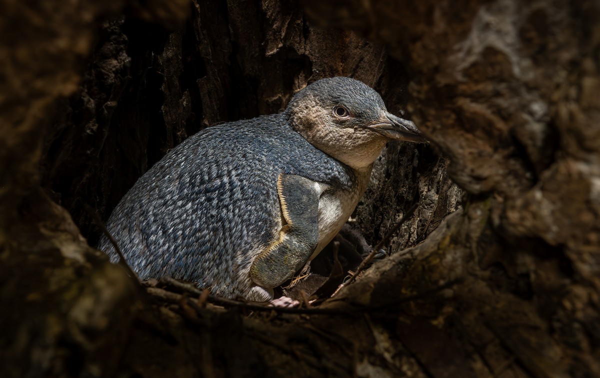 Малый пингвин - ML646108038