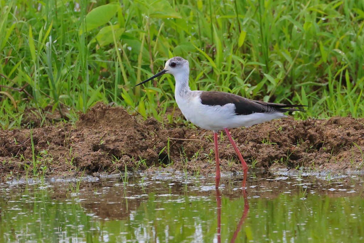 高蹺鴴 - ML646108045