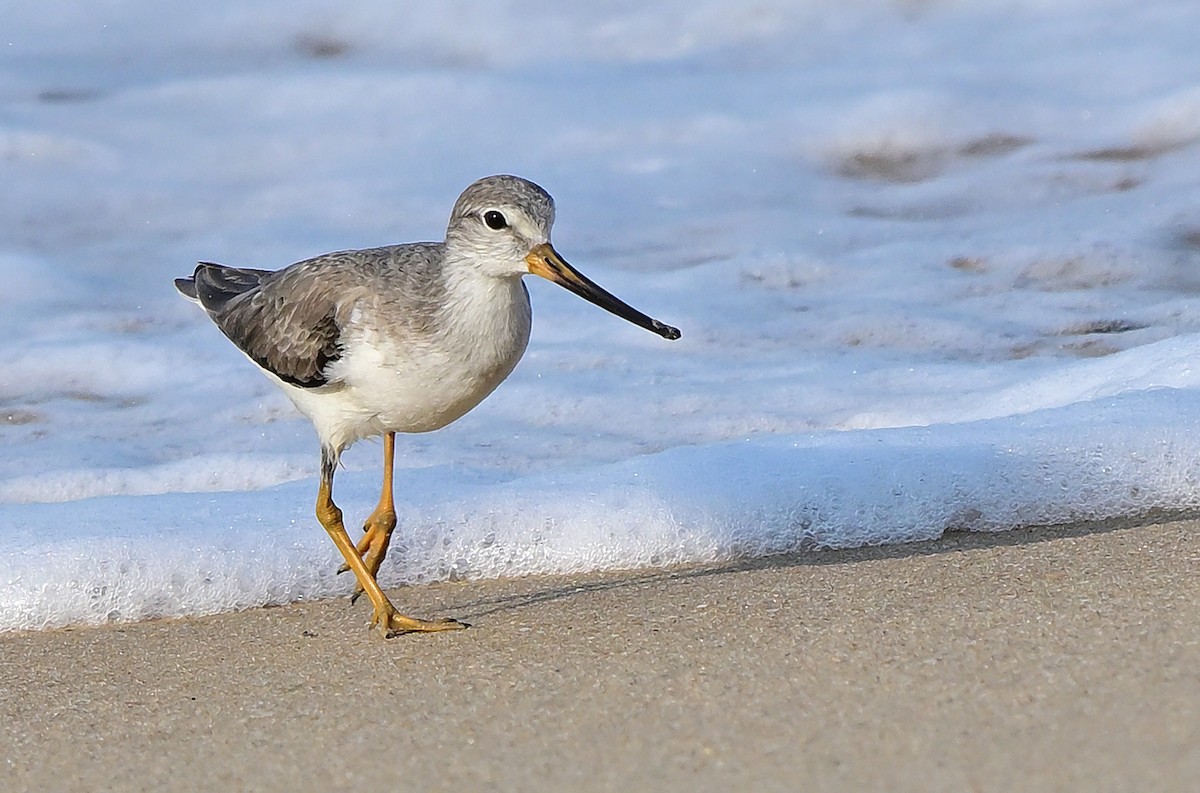 Terek Sandpiper - ML646108046