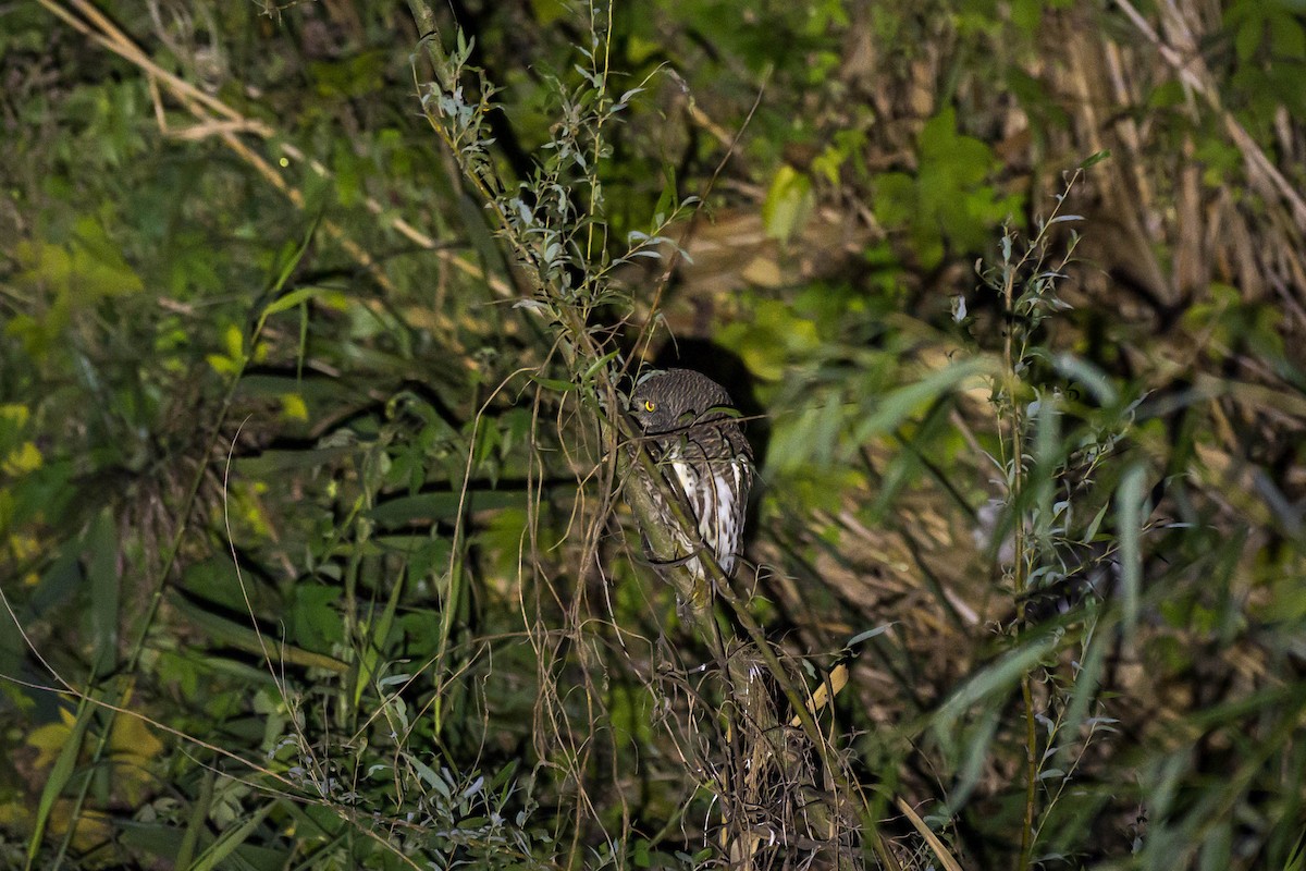 Asian Barred Owlet - ML646108049
