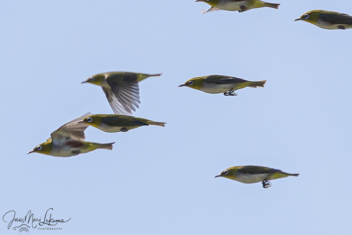 Chestnut-flanked White-eye - ML646108058