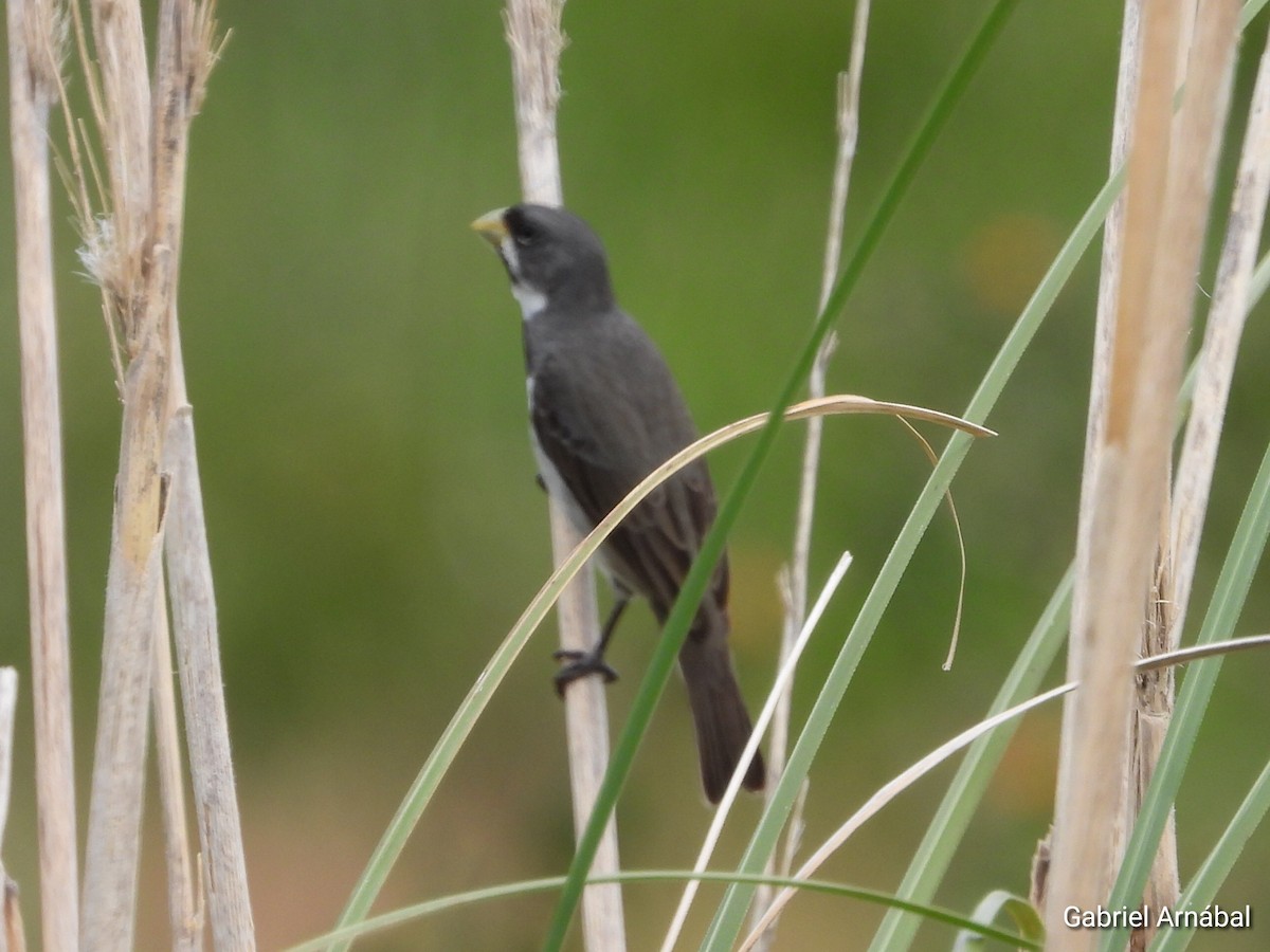 Double-collared Seedeater - ML646108059