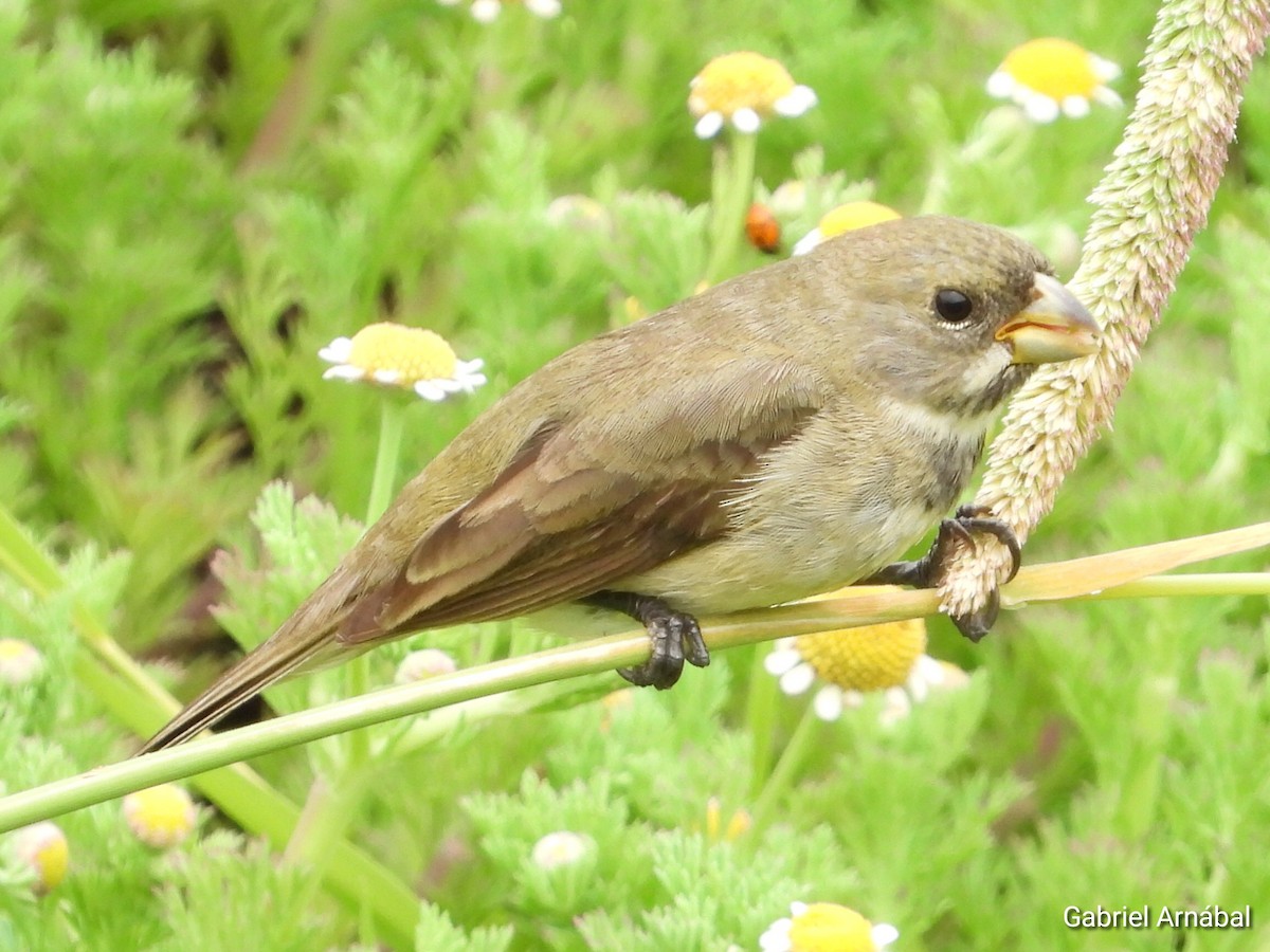 Double-collared Seedeater - ML646108060