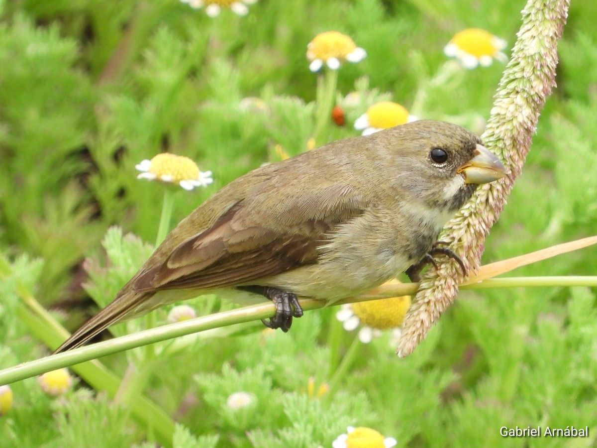 Double-collared Seedeater - ML646108061