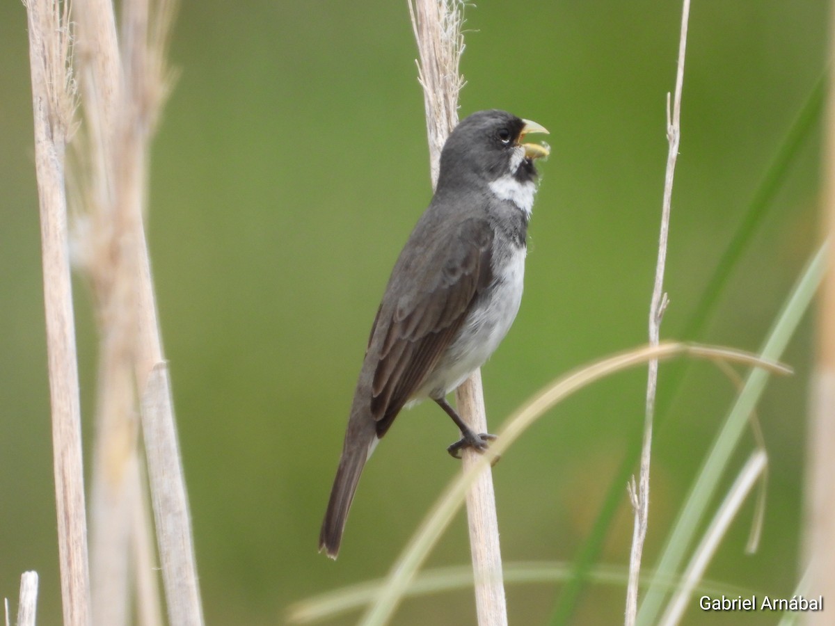 Double-collared Seedeater - ML646108062