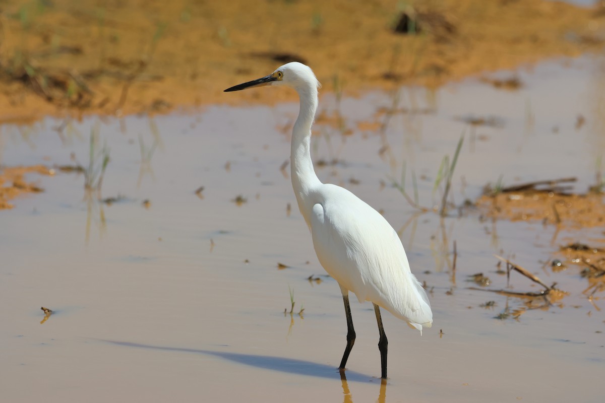 Little Egret - ML646108068