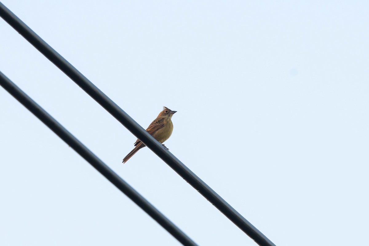 Crested Bunting - ML646108069