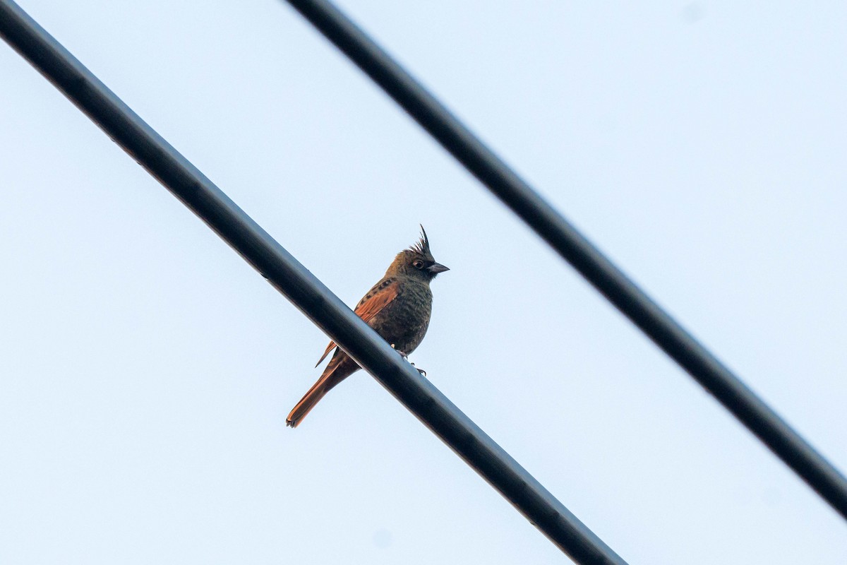 Crested Bunting - ML646108070