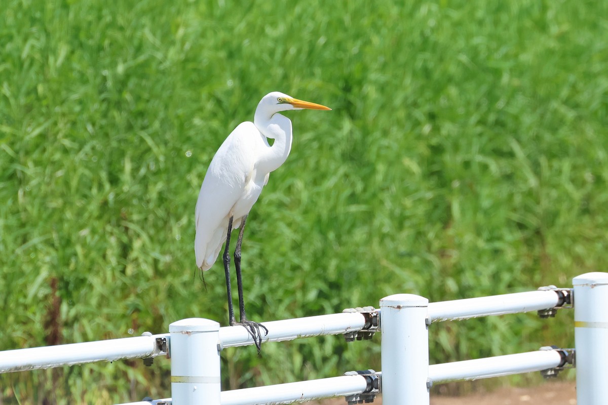 Great Egret (modesta) - ML646108071