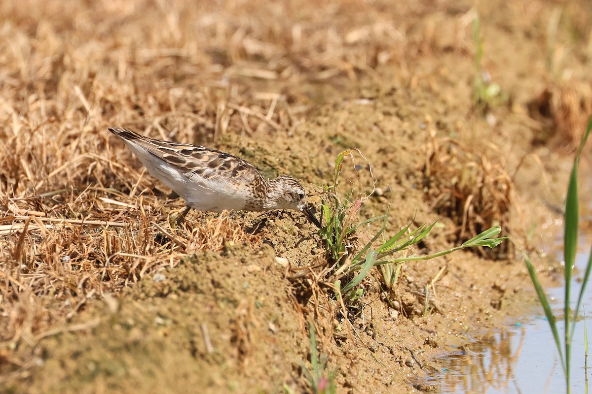 Long-toed Stint - ML646108083
