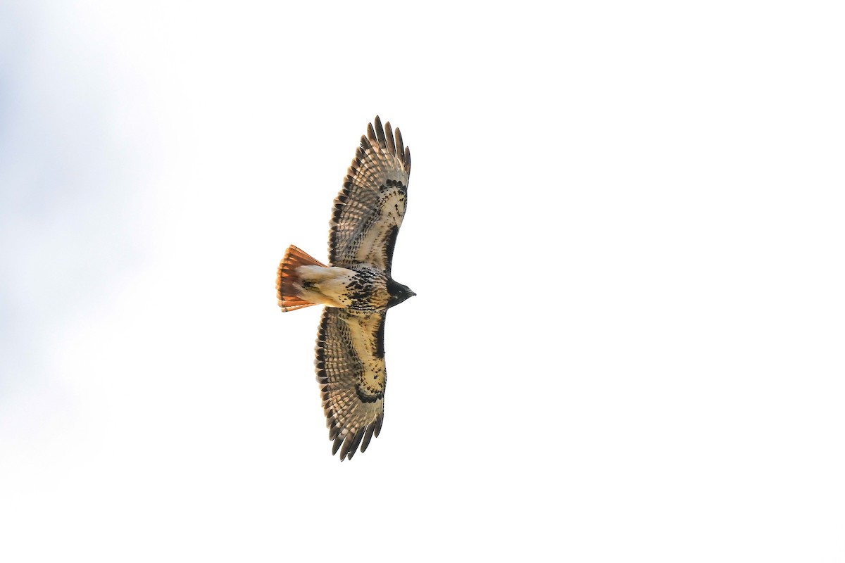 Red-tailed Hawk (abieticola) - ML646108084