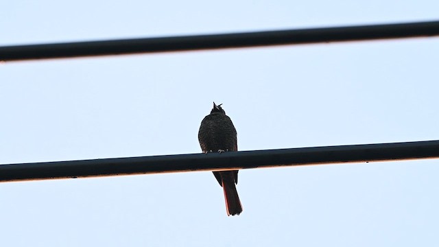 Crested Bunting - ML646108085