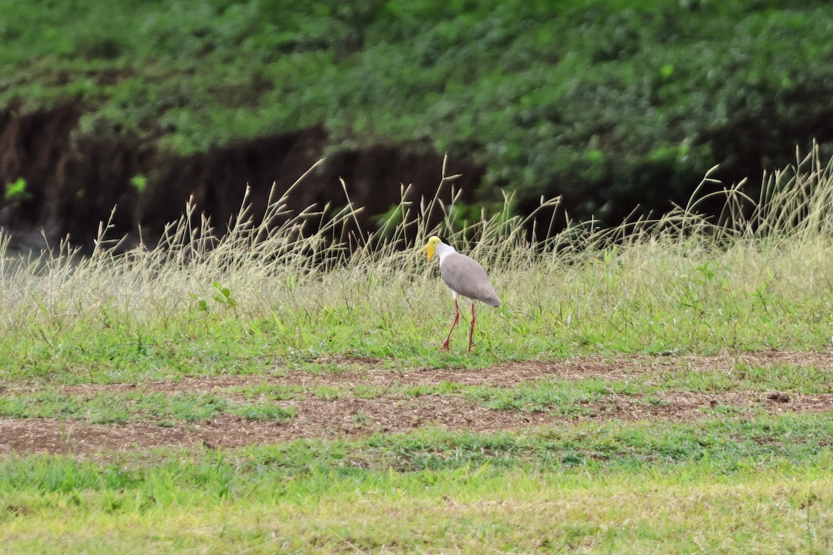 Masked Lapwing (Masked) - ML646108089
