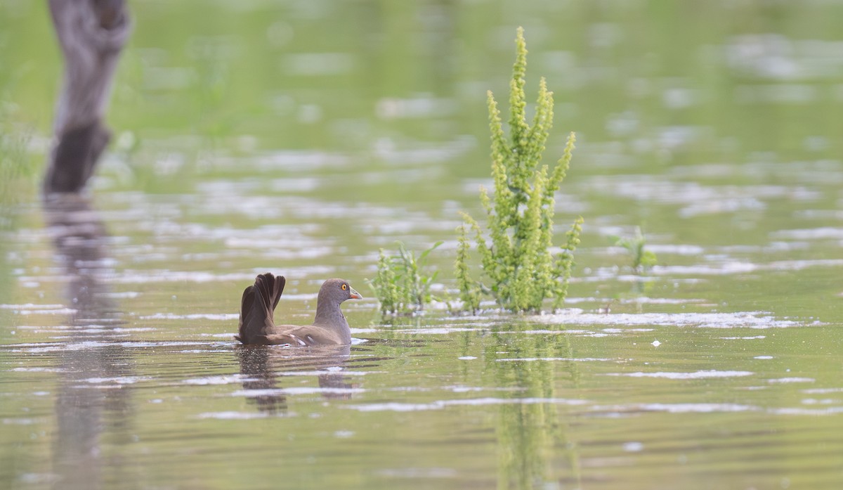 Black-tailed Nativehen - ML646108092